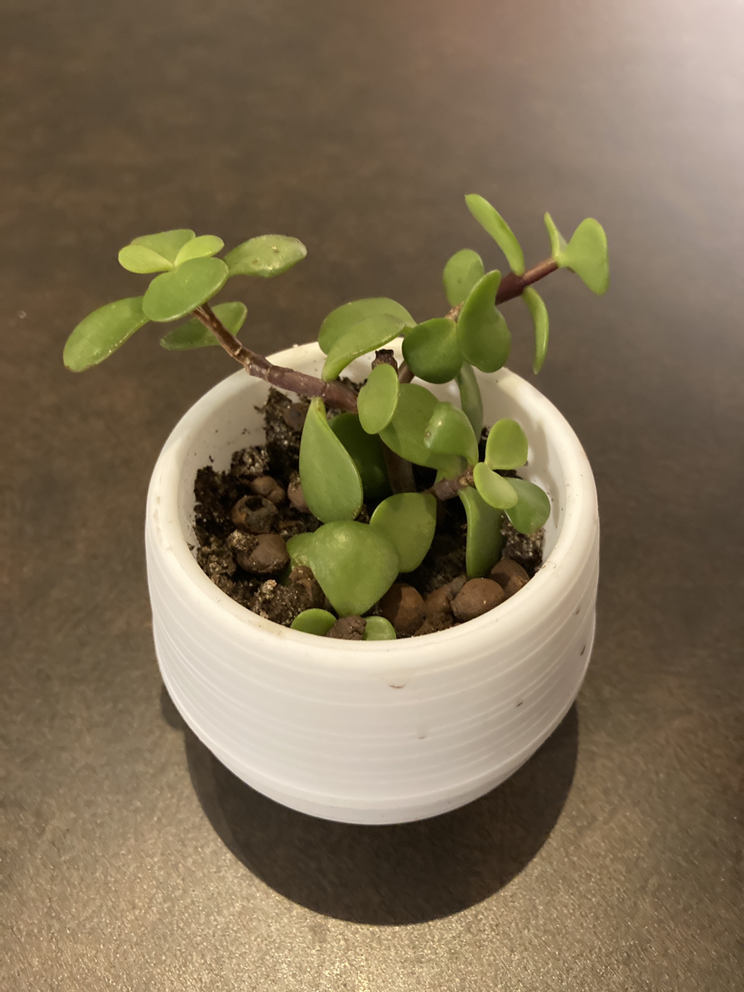 Beautiful Plant thumbnail