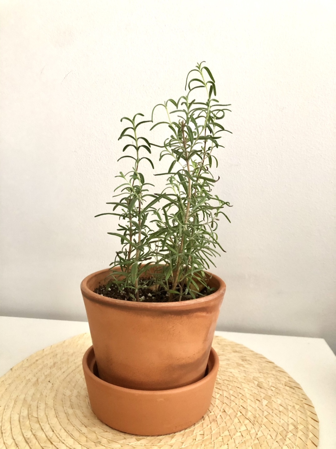 Rosemary plant