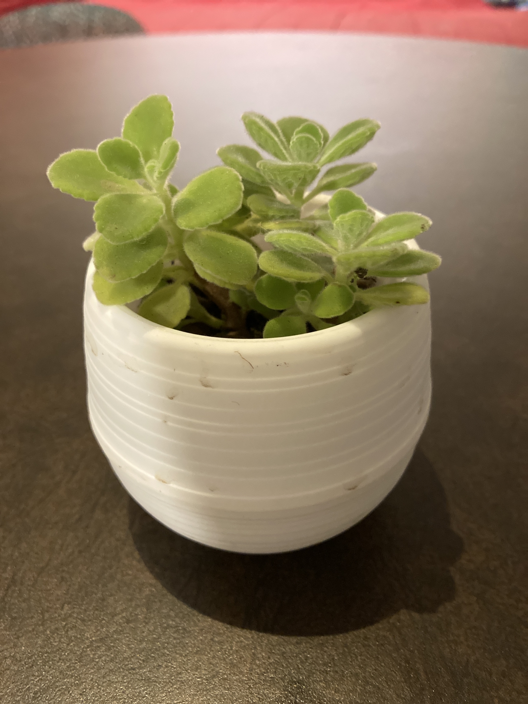 Cute succulent plant! thumbnail