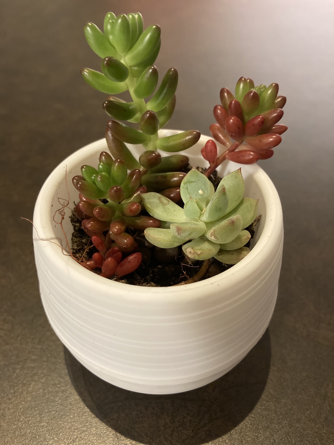 Gorgeous Succulent Plant thumbnail