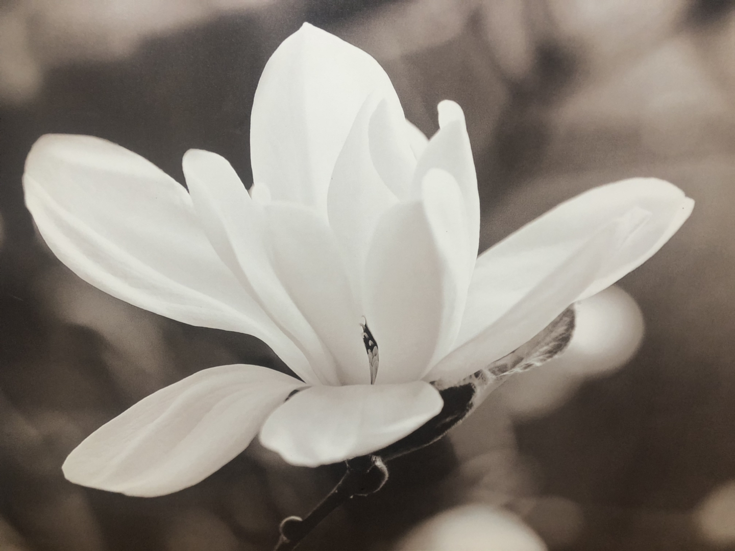 Medium-large black and white floral photography canvas print - photo 4