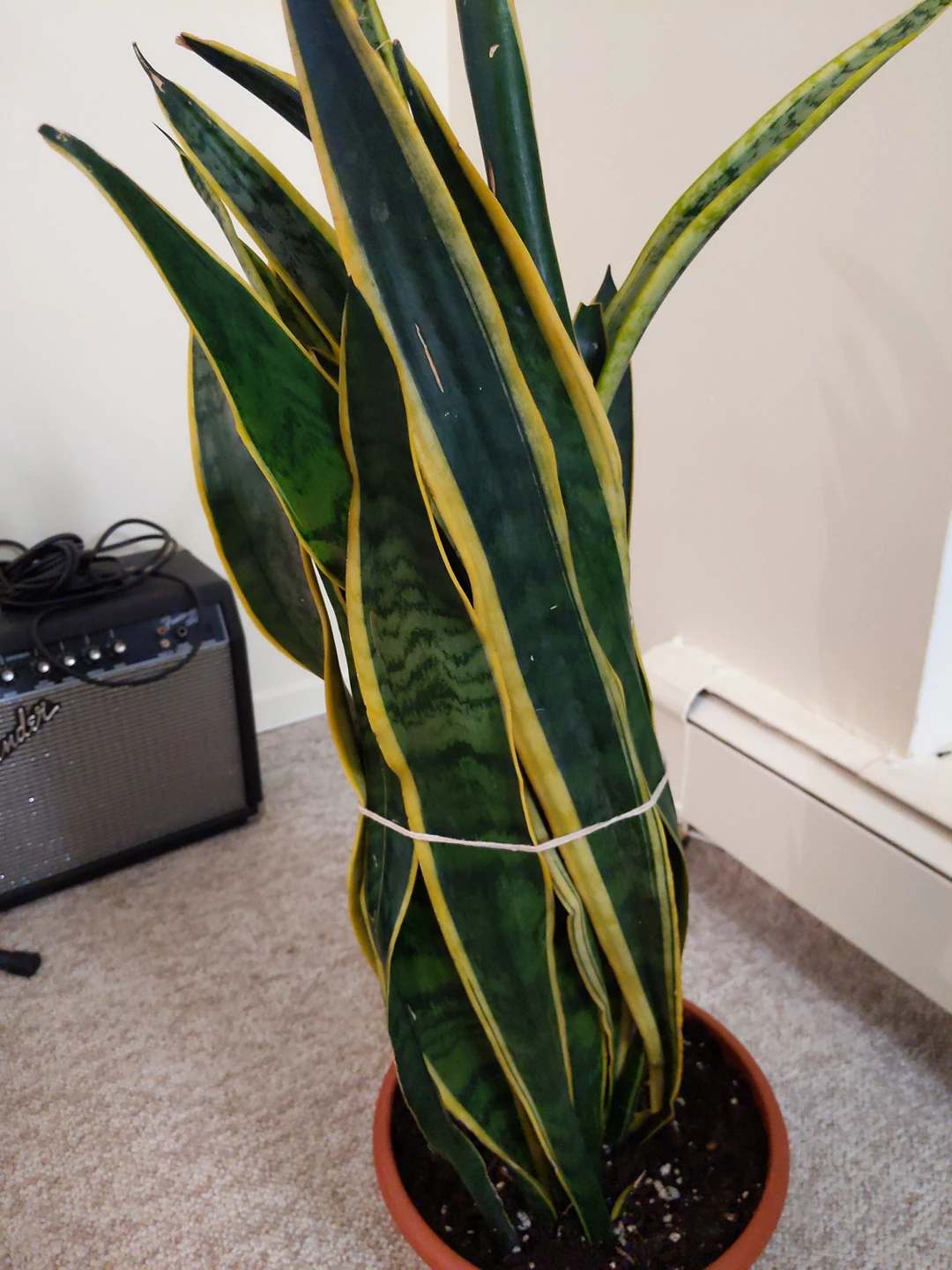 Snake Plant