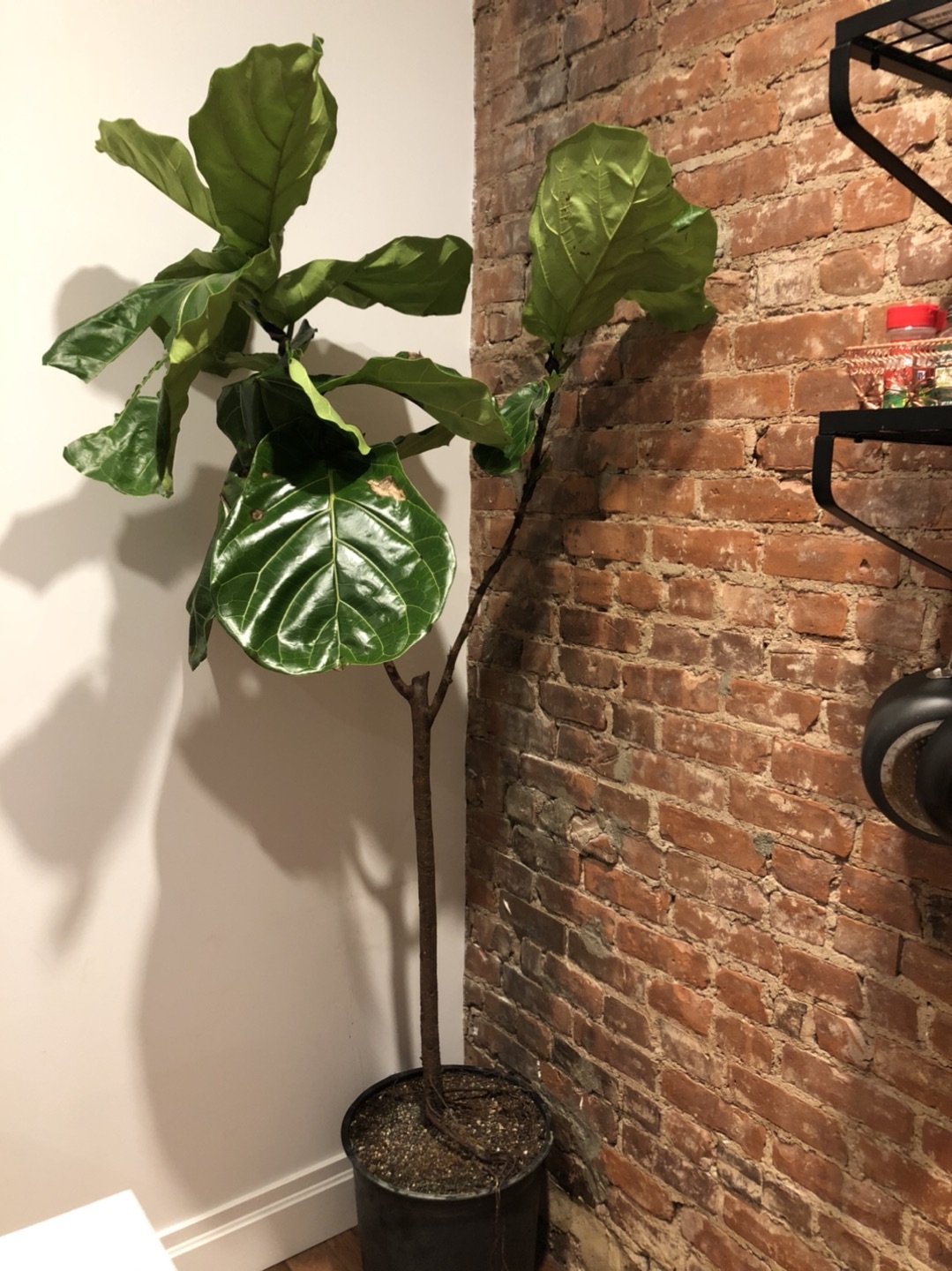 Fiddle Leaf Fig