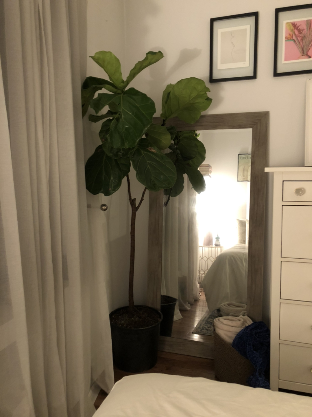 Fiddle Leaf Fig - photo 2