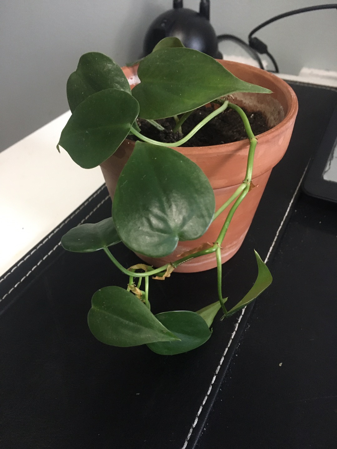 House plant