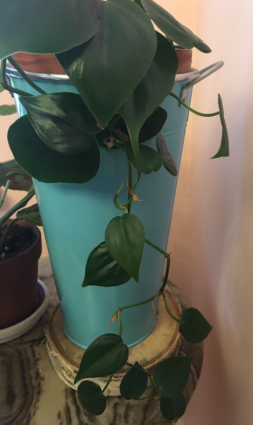 Plants  thumbnail