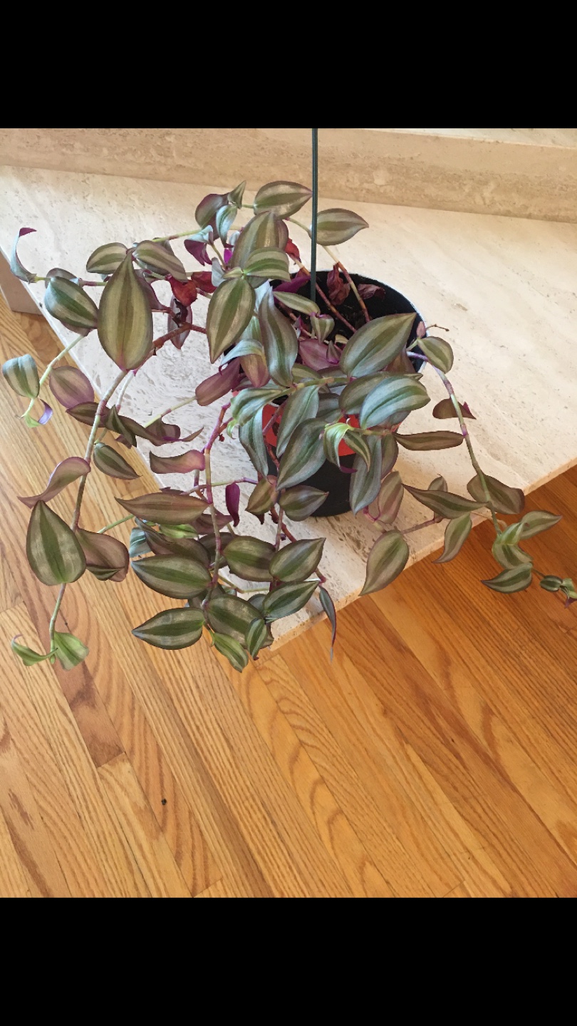 Spiderwart house plant