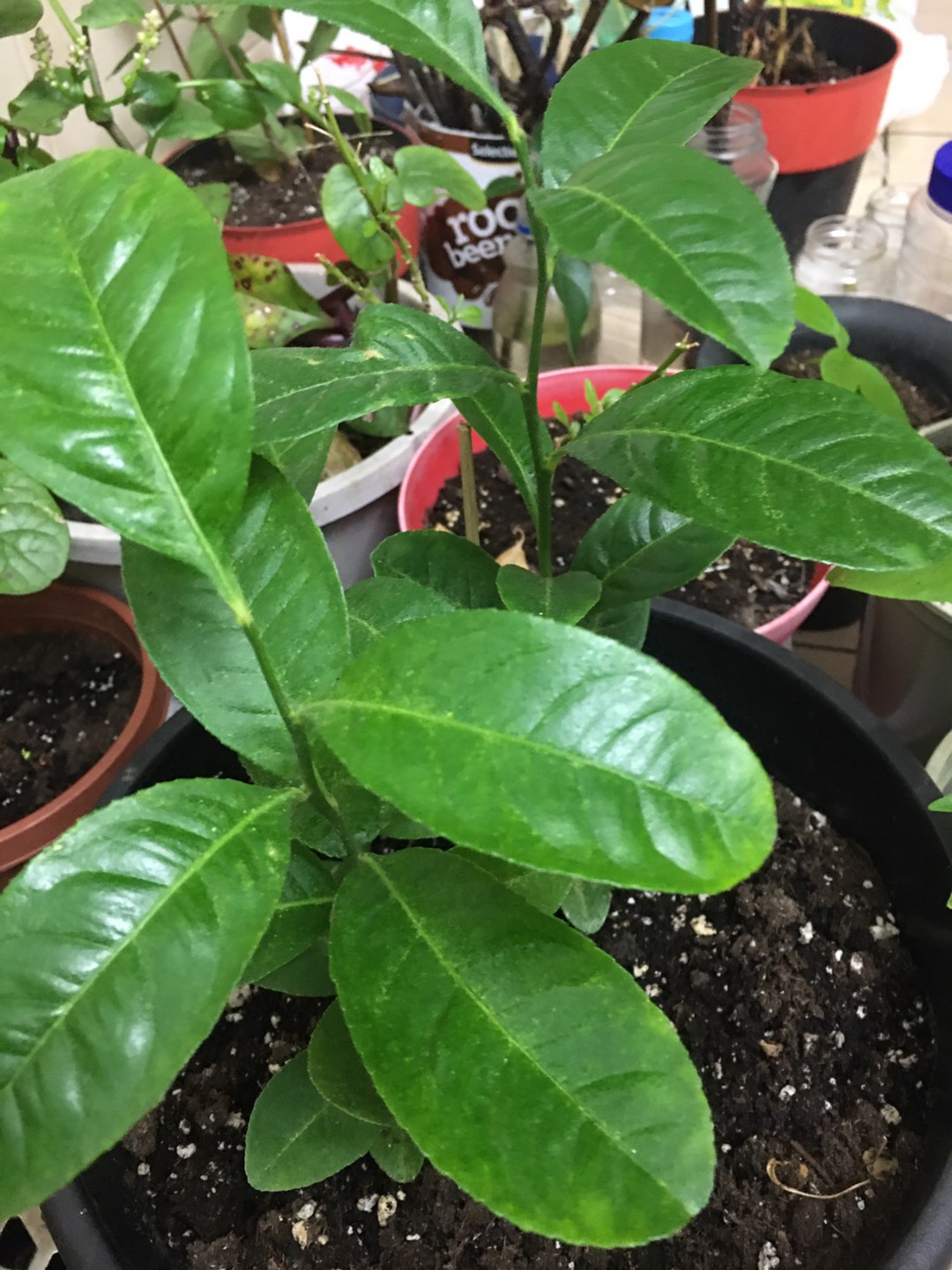 Lemon tree each plant 10$ thumbnail