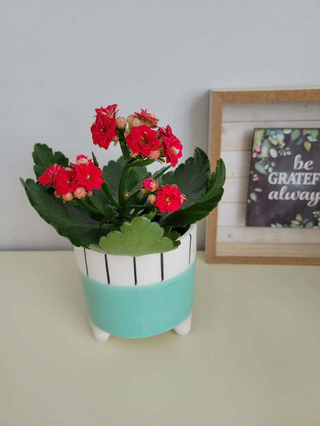 Blooming Kalanchoe Succulent  in tourqoius plantern thumbnail