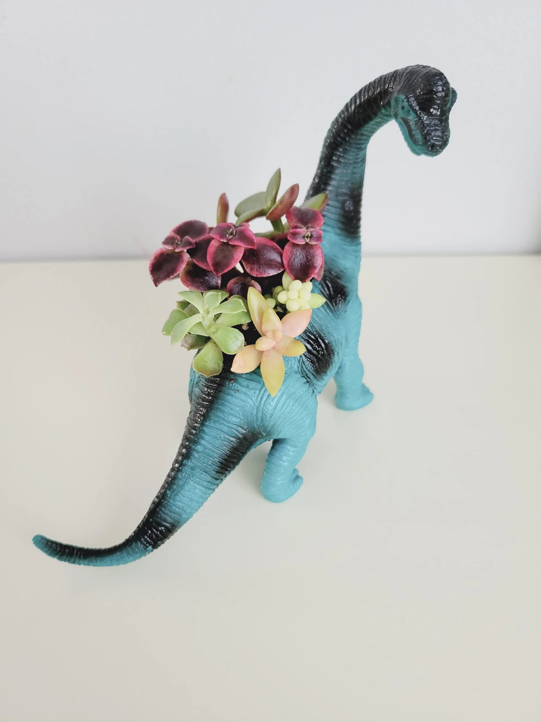 Real Baby succulents in Plastic Dinosaur thumbnail