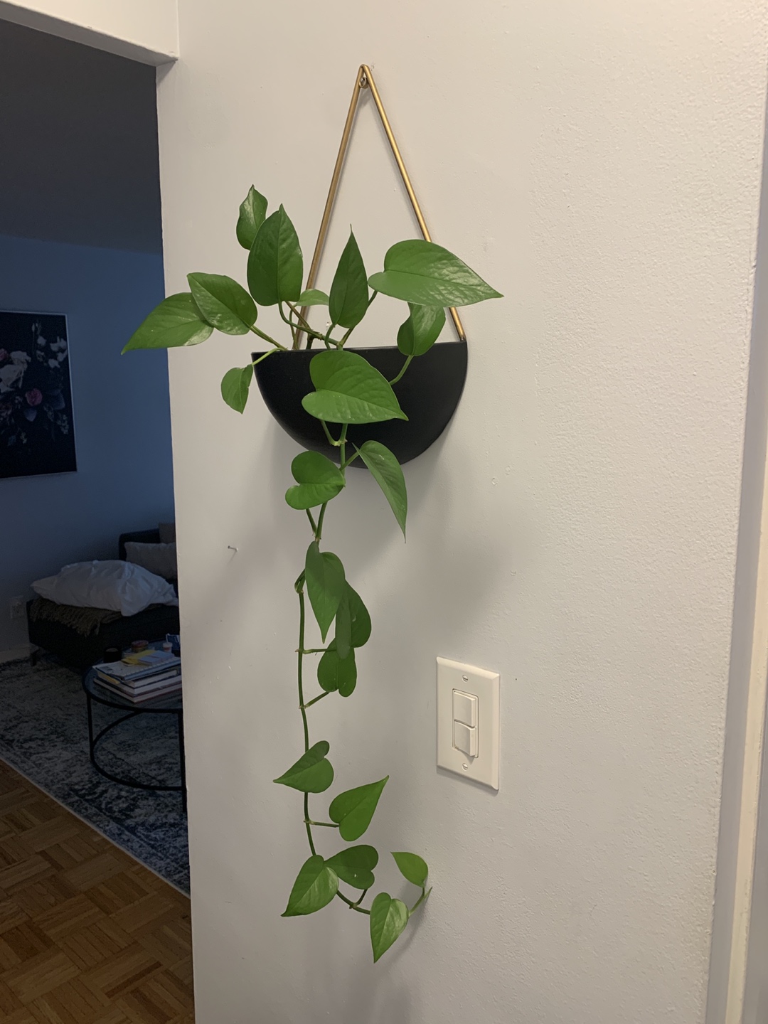 Hanging plant with basket  - photo 4