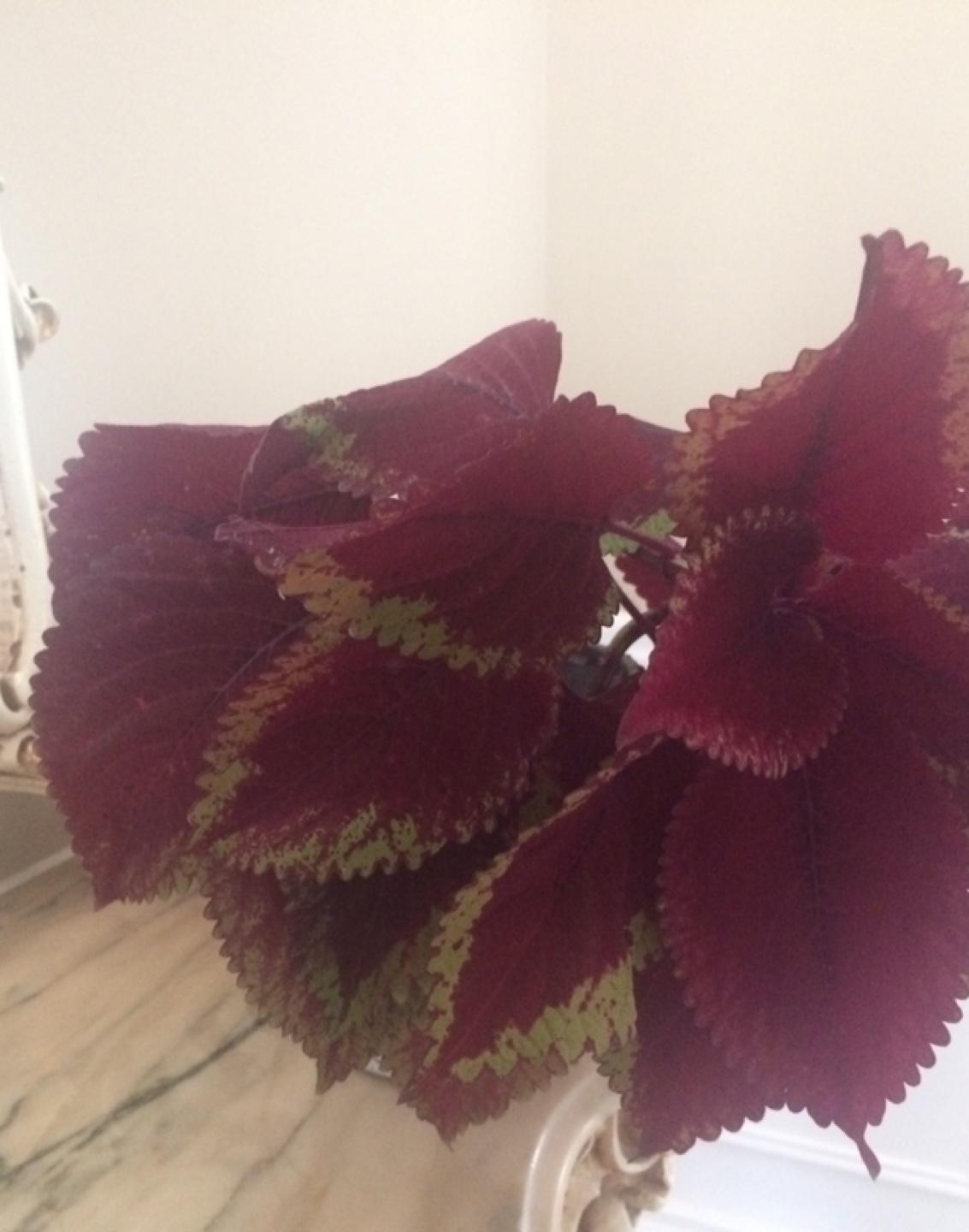Solenostemon plant