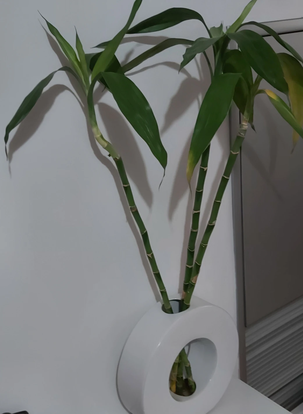 Bamboo 40'' thumbnail