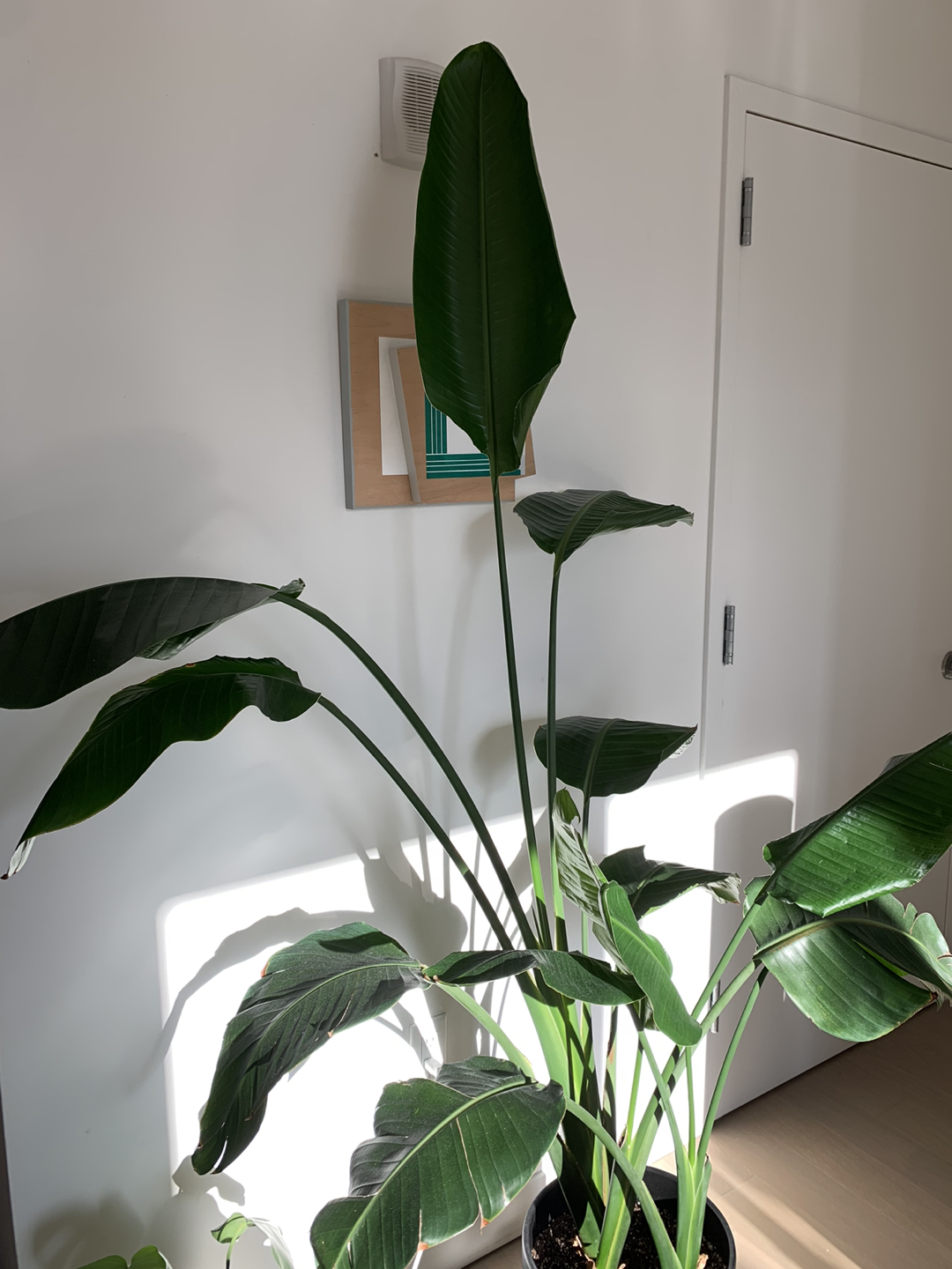 Bird of paradise 6feet 8 tall
