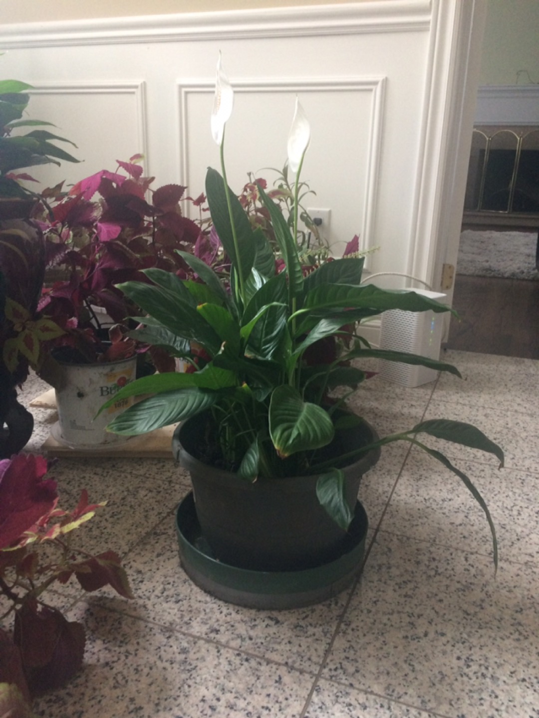 Spathiphyllum 