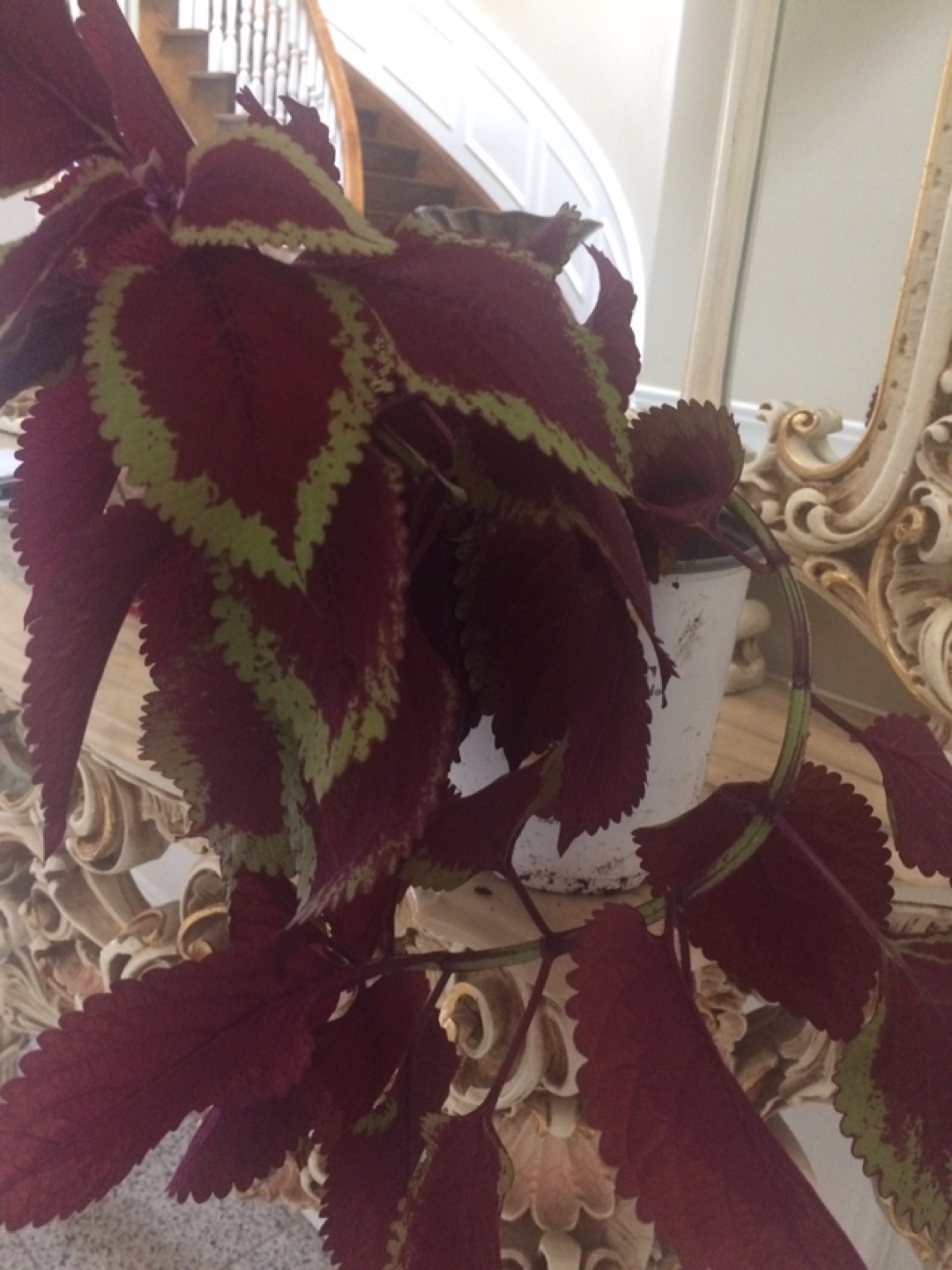 Solenostemon plant - photo 2