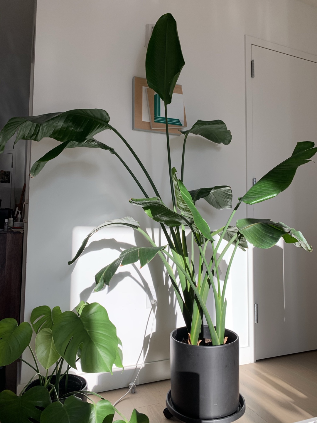 Bird of paradise 6feet 8 tall - photo 2