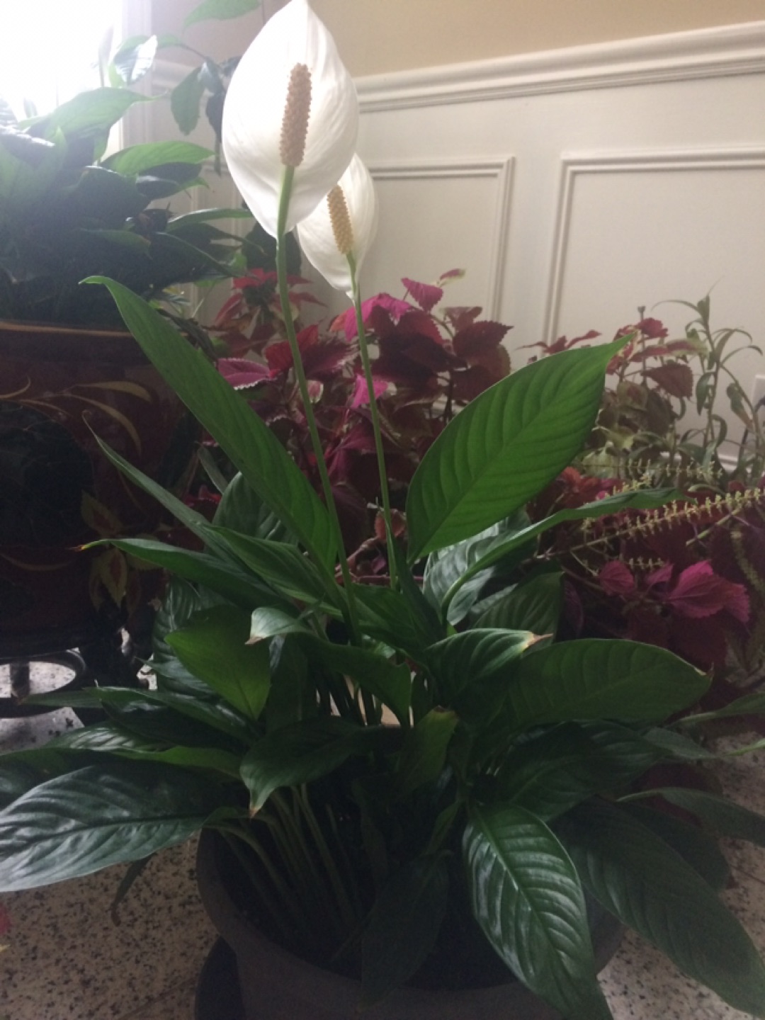 Spathiphyllum  - photo 2