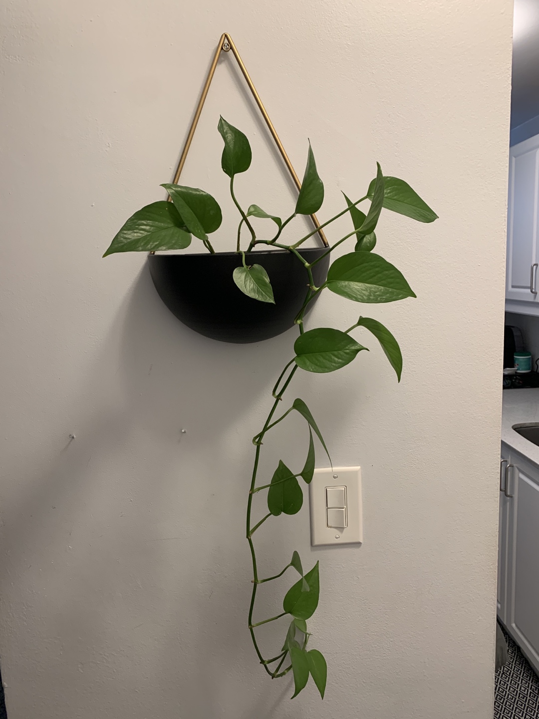 Hanging plant with basket 