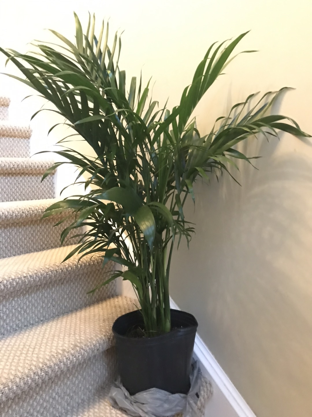 Palm tree  thumbnail