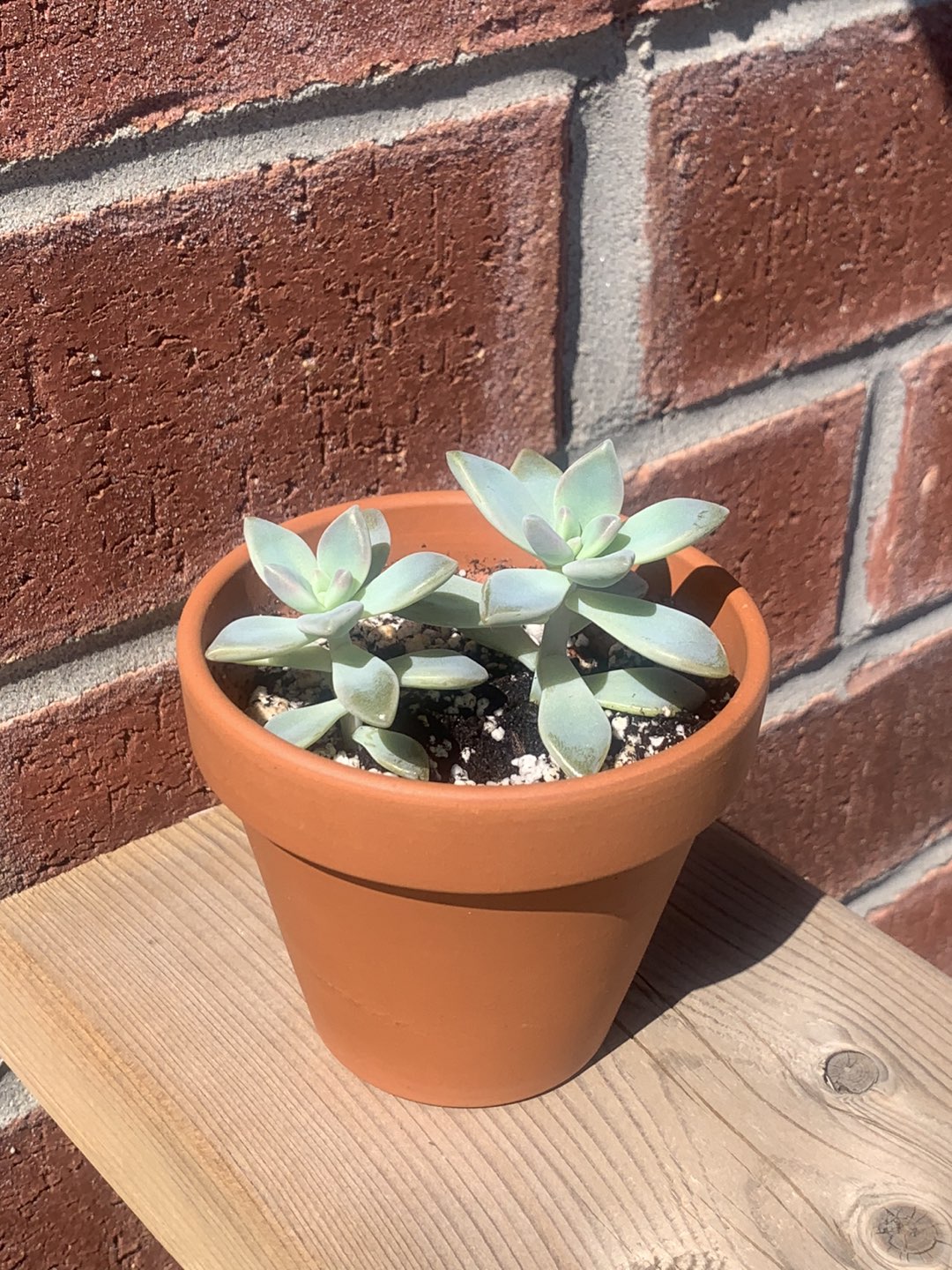 Ghost plant thumbnail