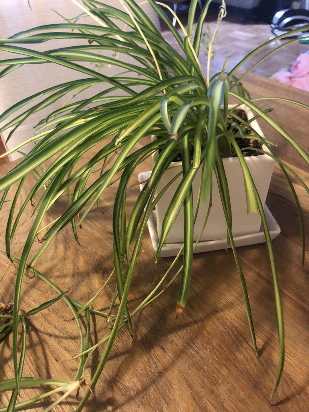 Beautiful Spider Plant with nice white pot - photo 3