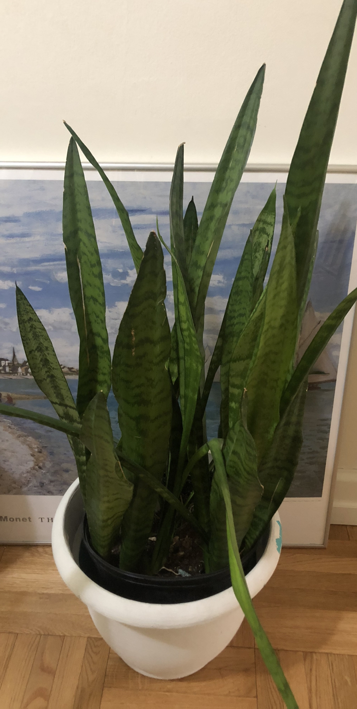 Snake Plant (aka Sansevieria) - photo 2