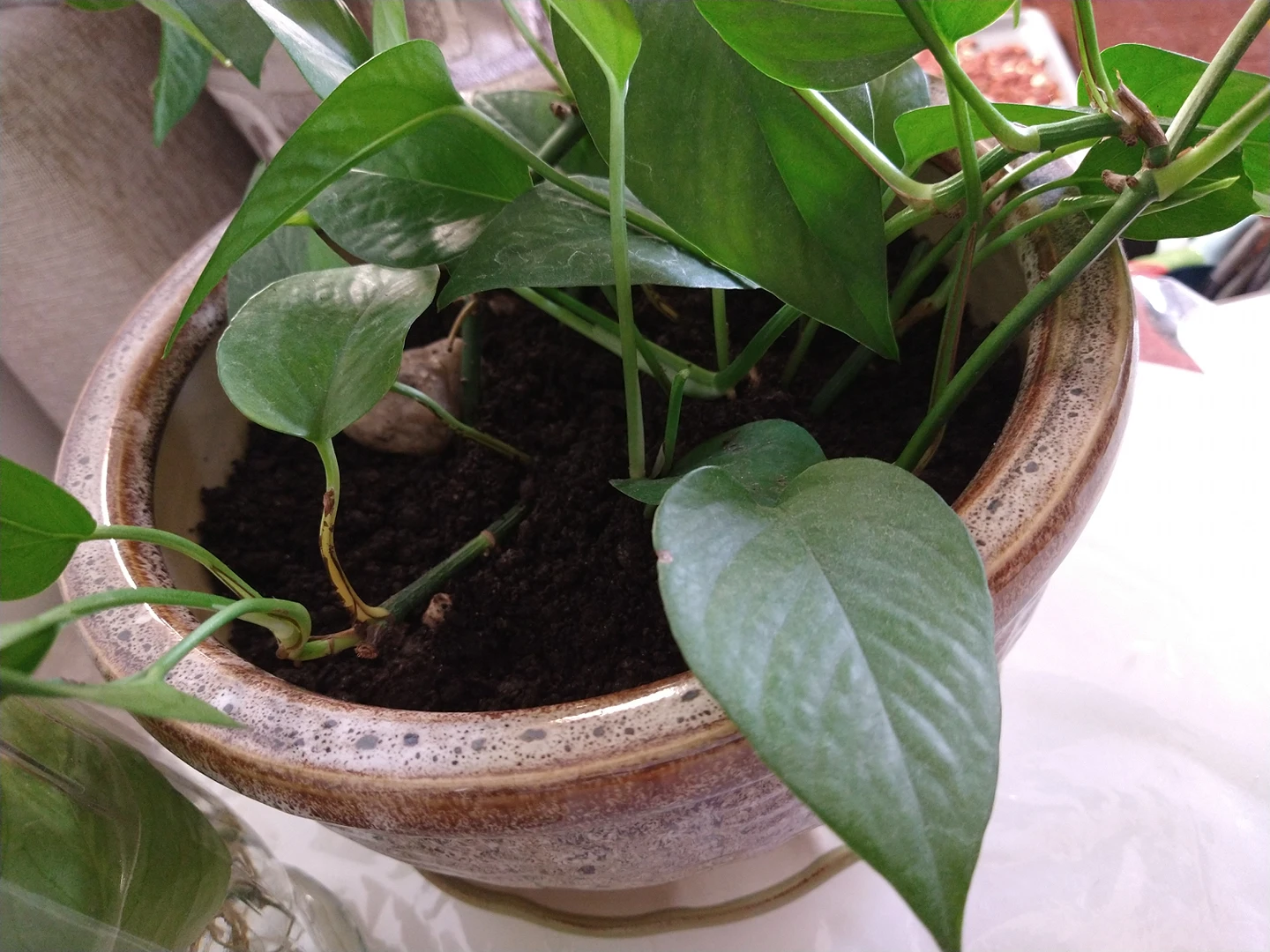 large Pothos plant/ money plant - photo 4