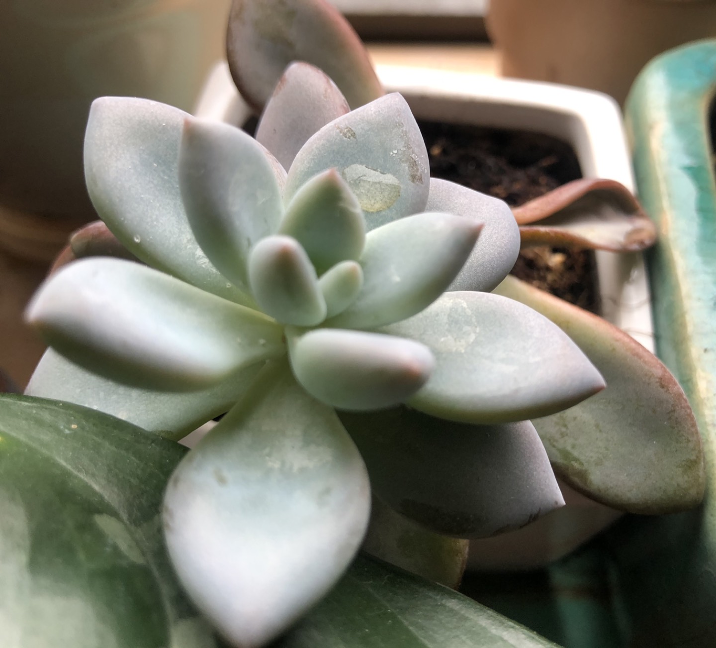 Beautiful Succulents plants - photo 2