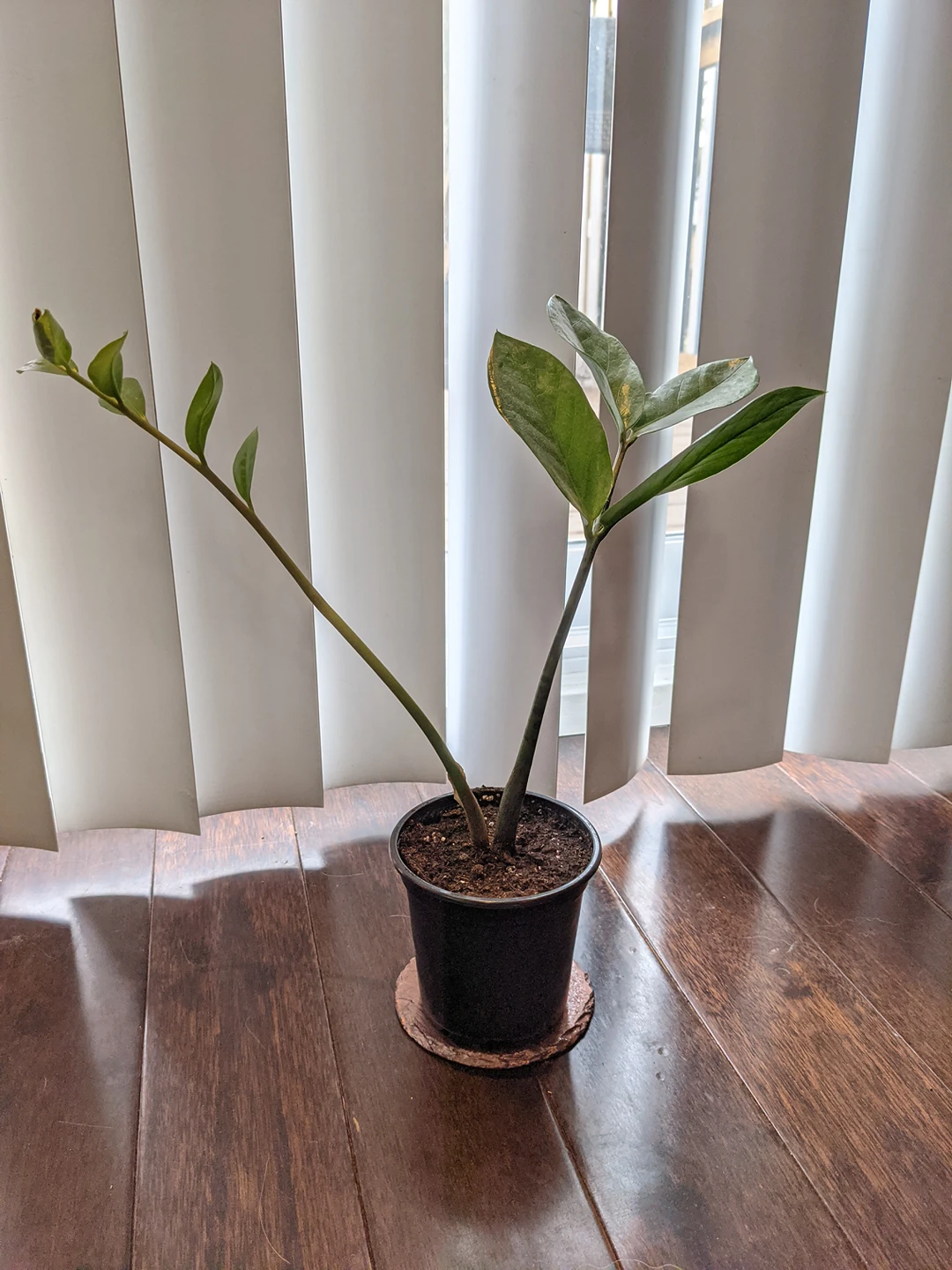 ZZ Plant