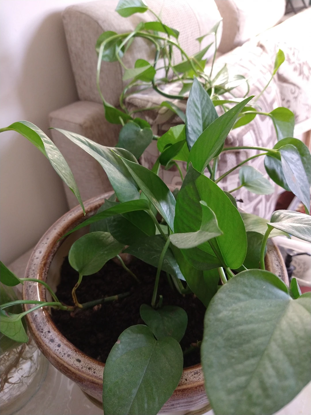 large Pothos plant/ money plant