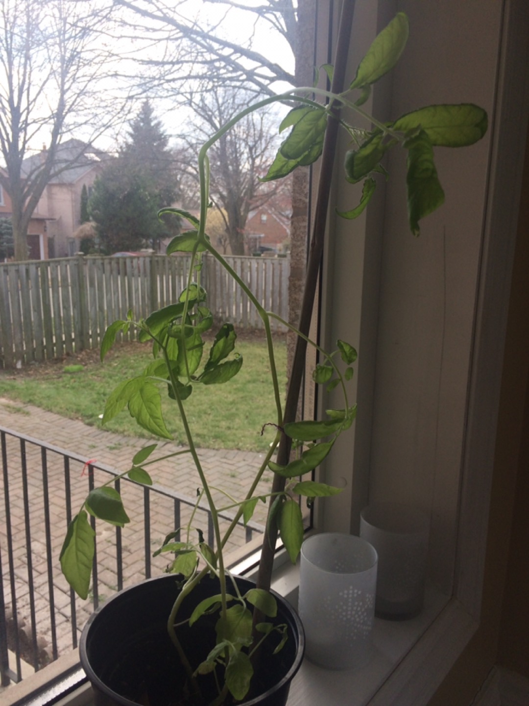 Tomato plant