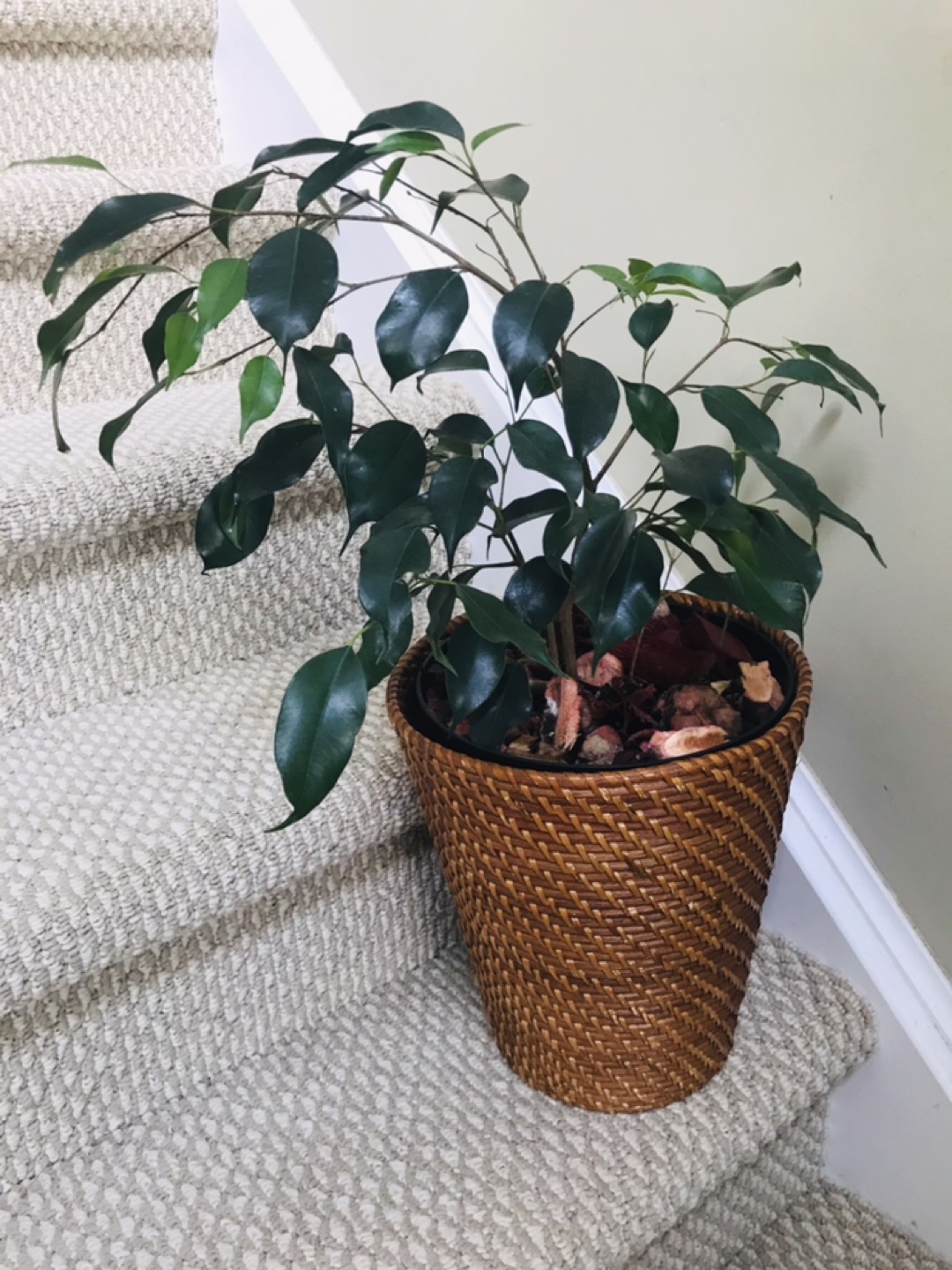 House plant  thumbnail