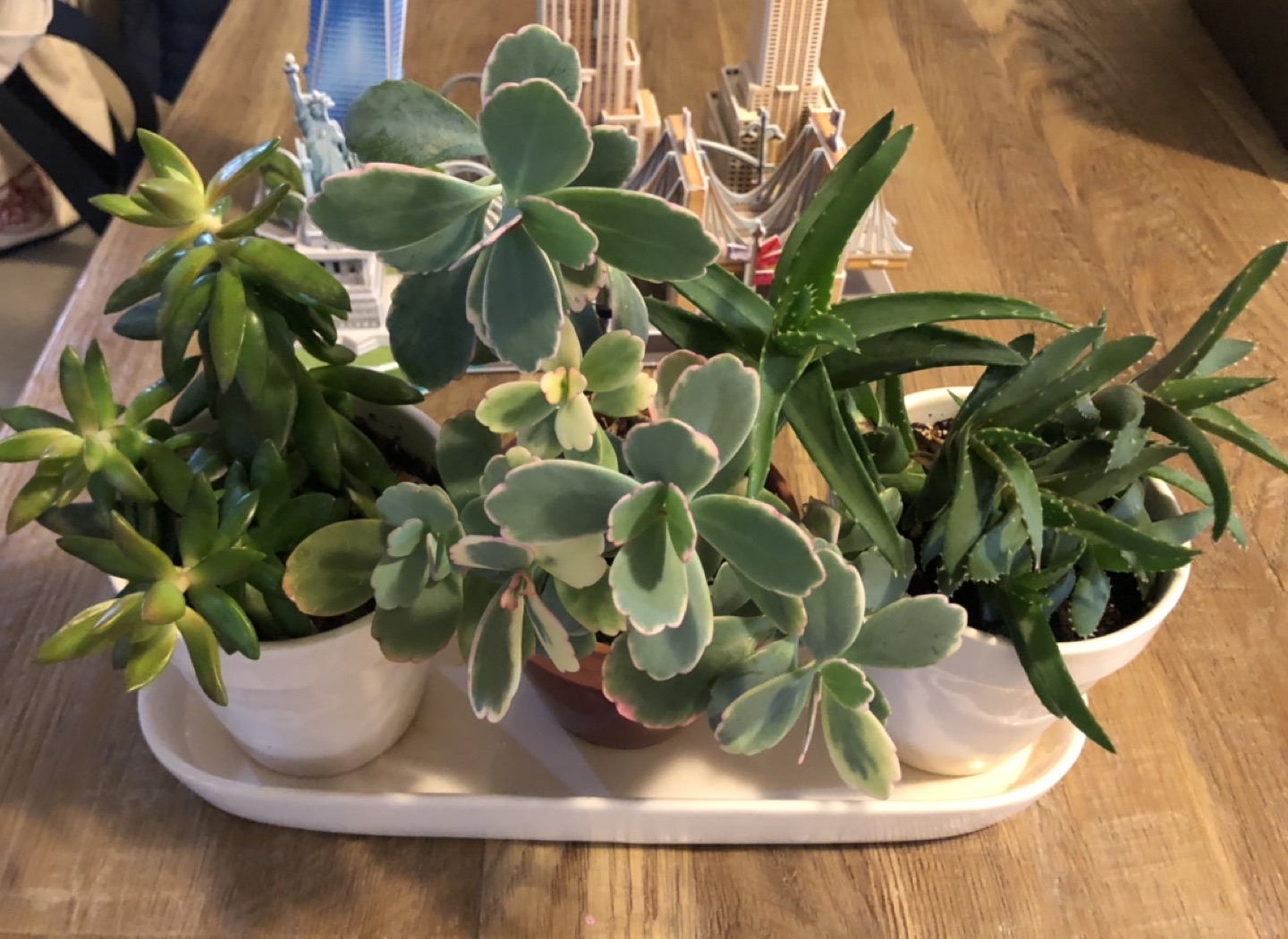 3 pots of beautiful succulent plants - photo 4