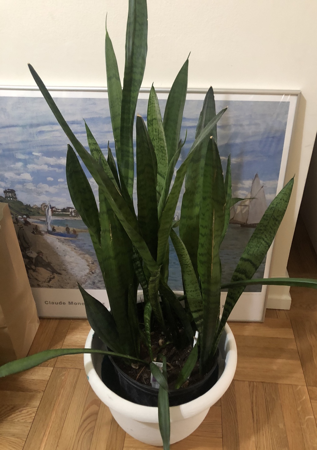 Snake Plant (aka Sansevieria)