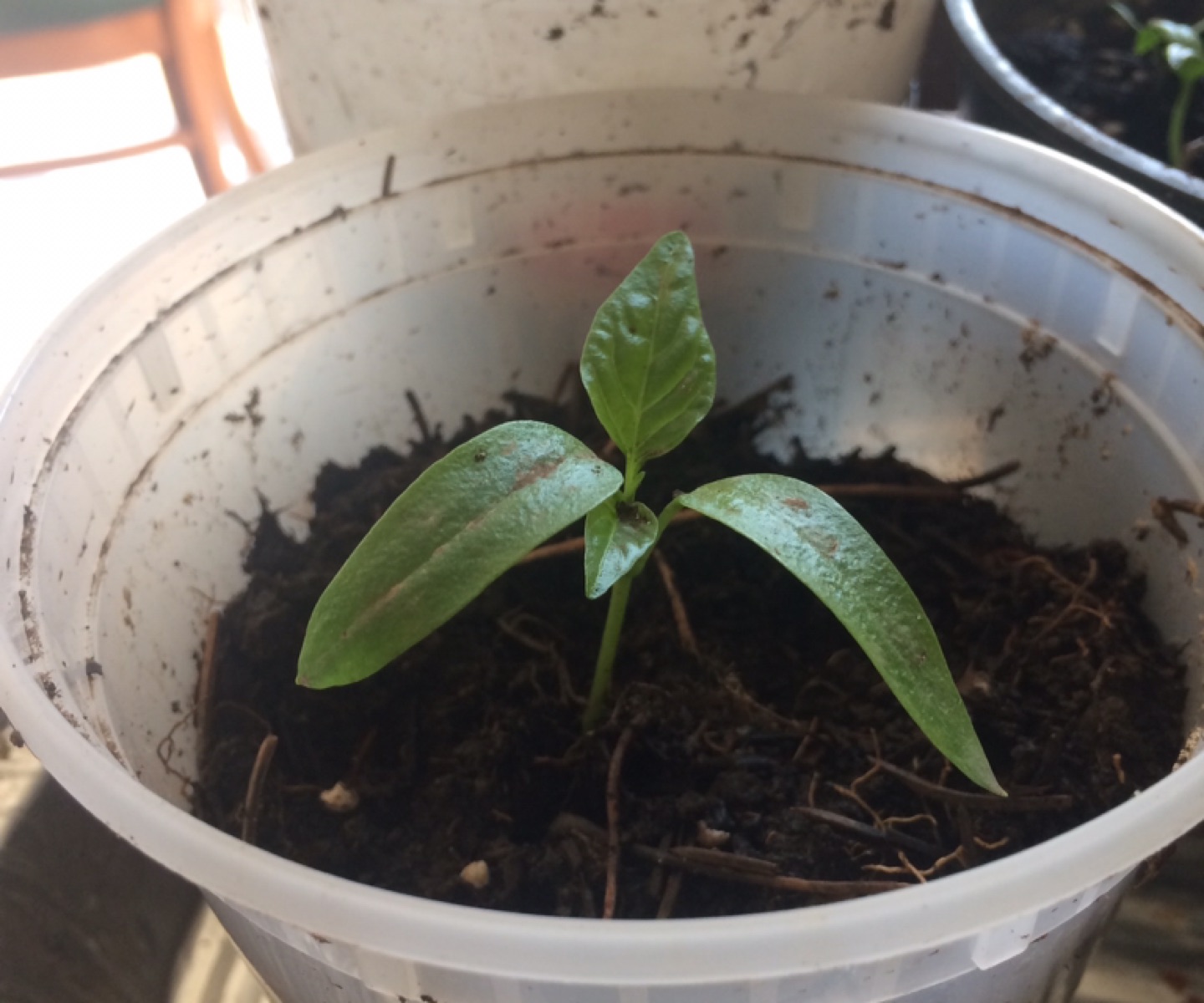 Carolina pepper  - photo 2