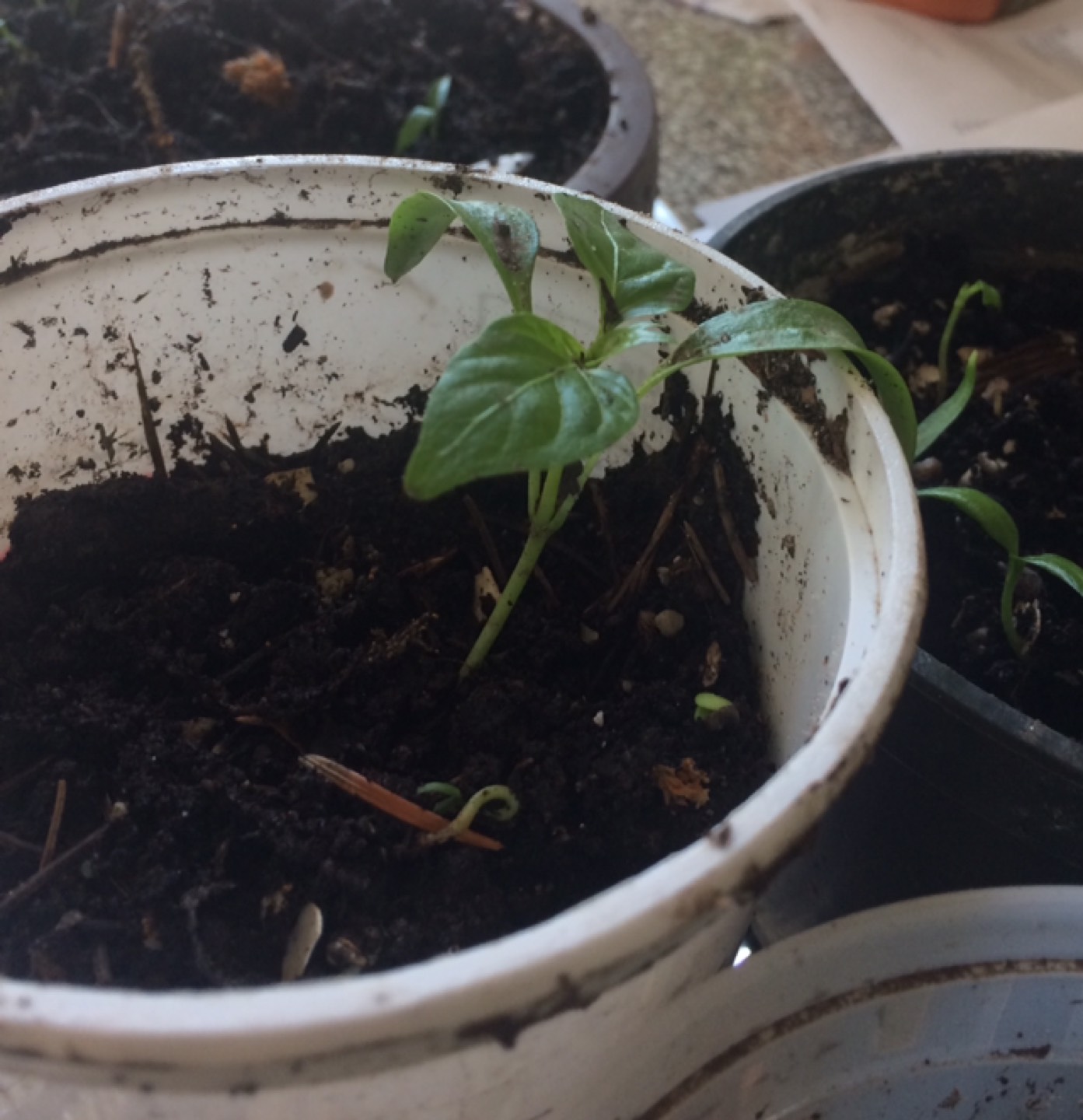 Carolina pepper 