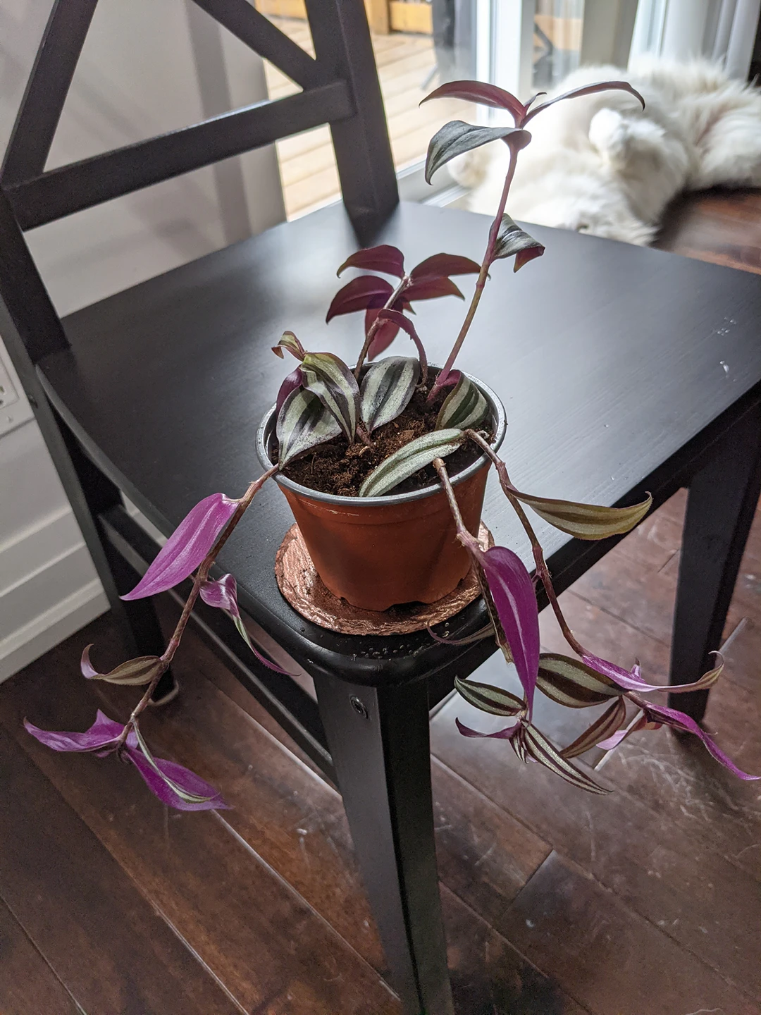 Wandering Jew Plant - photo 2