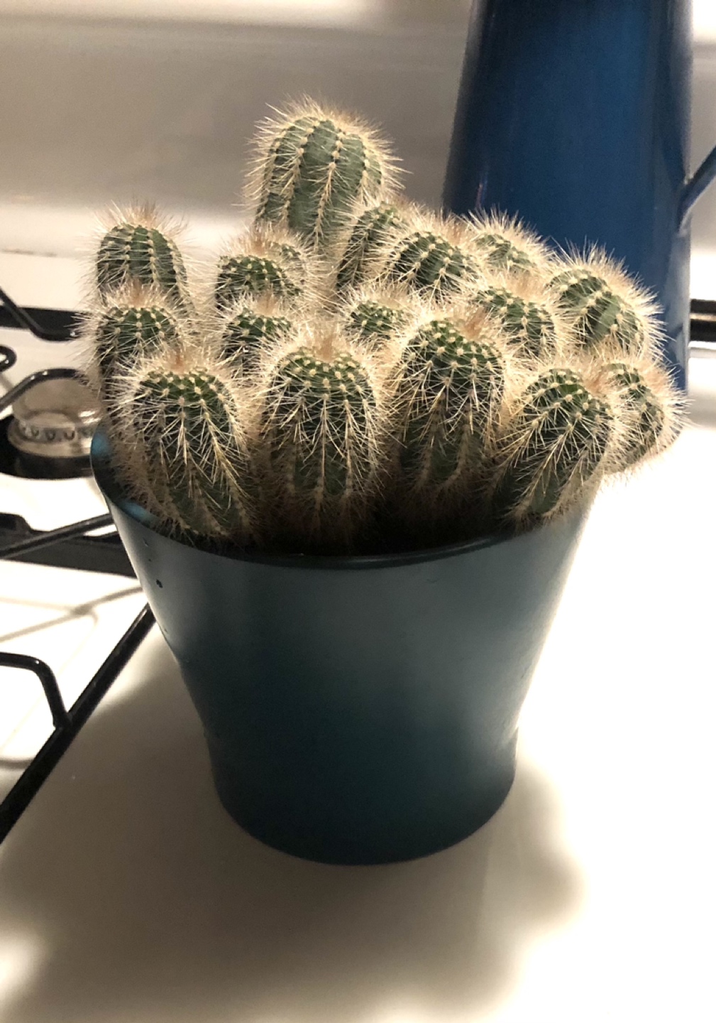 Cacti thumbnail