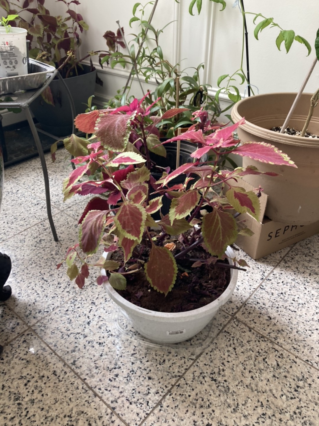 Solenostemon plant - photo 5