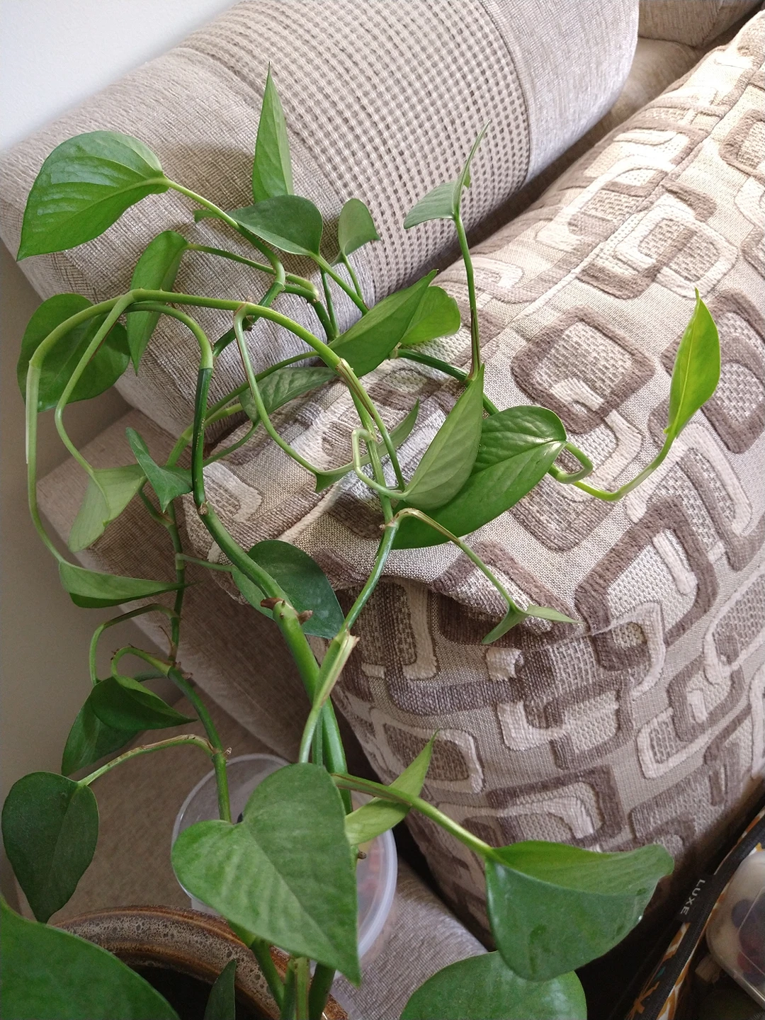 large Pothos plant/ money plant - photo 2