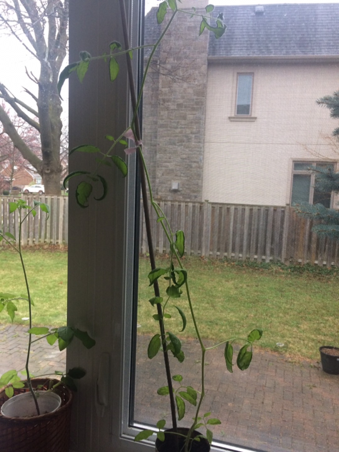Tomato plant - photo 3