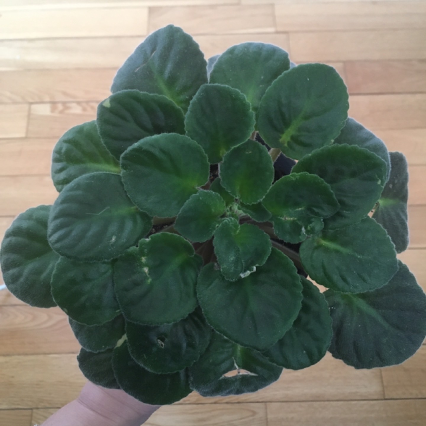 Free plant (pick up only) thumbnail