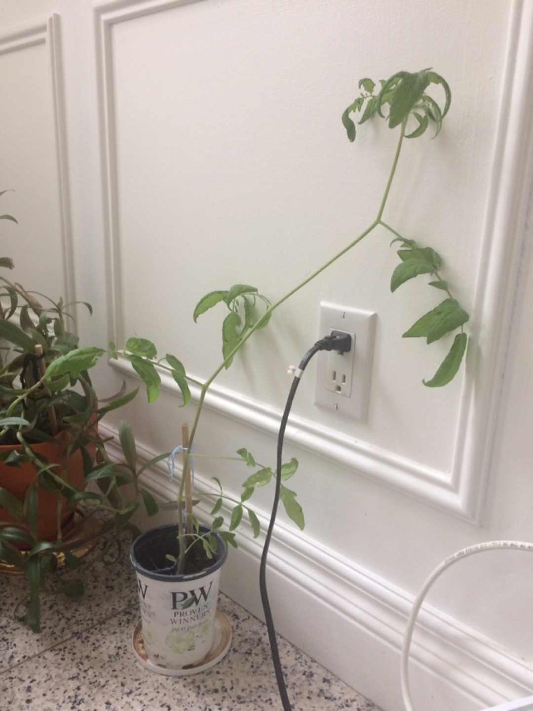 Tomato plant - photo 4