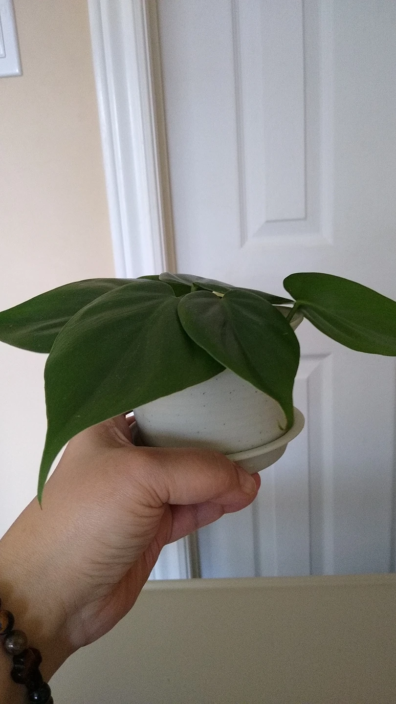 Indoor Plant image indicator(3)