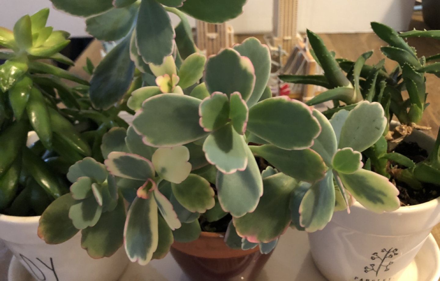 3 pots of beautiful succulent plants - photo 3