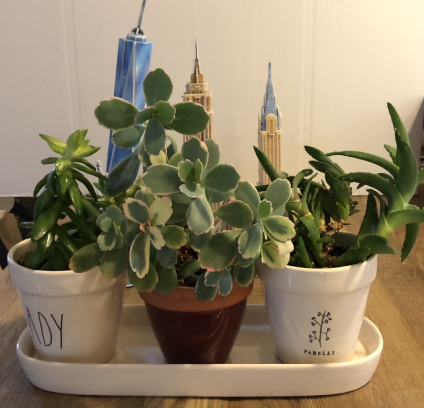 3 pots of beautiful succulent plants