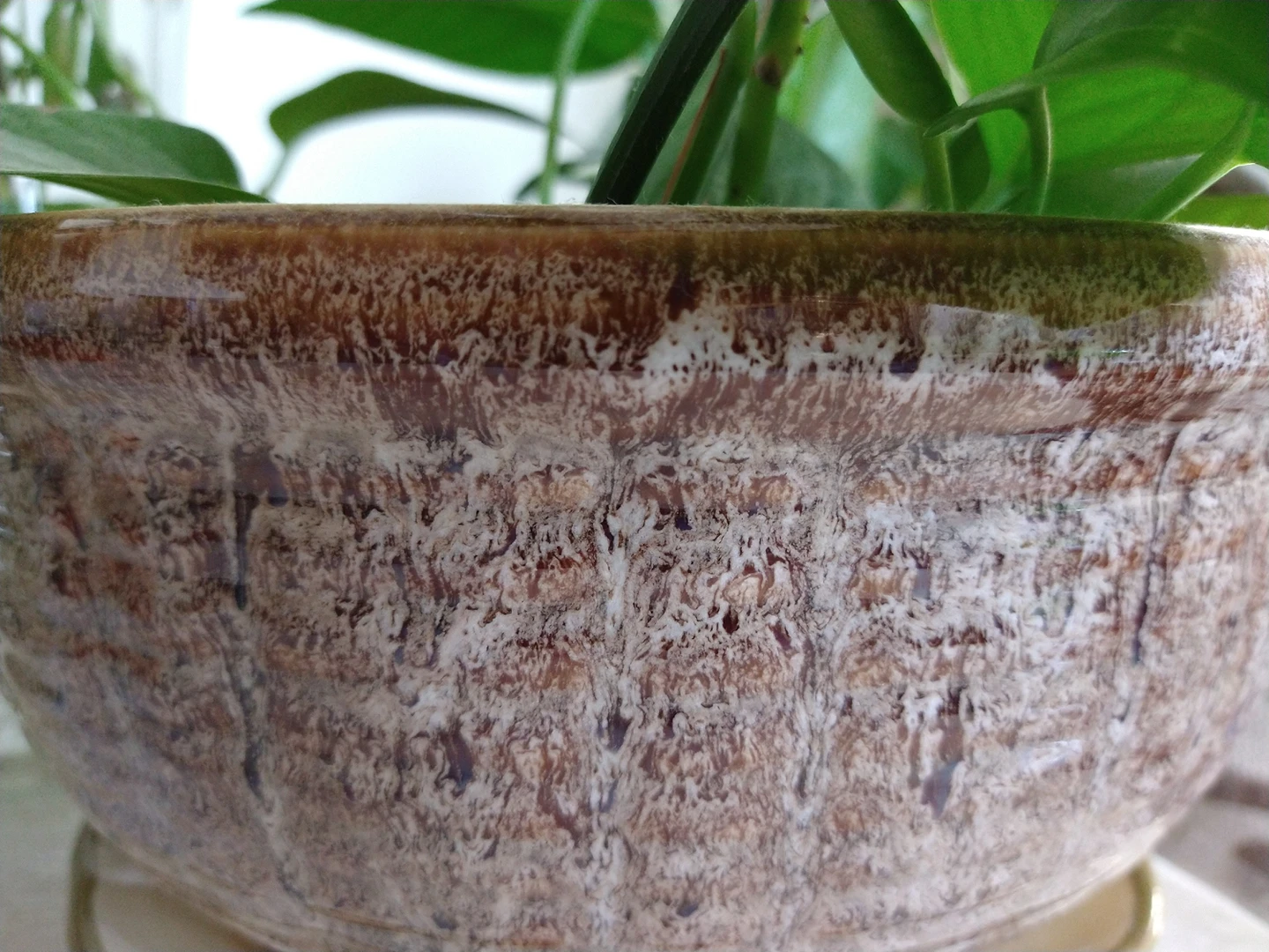 large Pothos plant/ money plant - photo 5