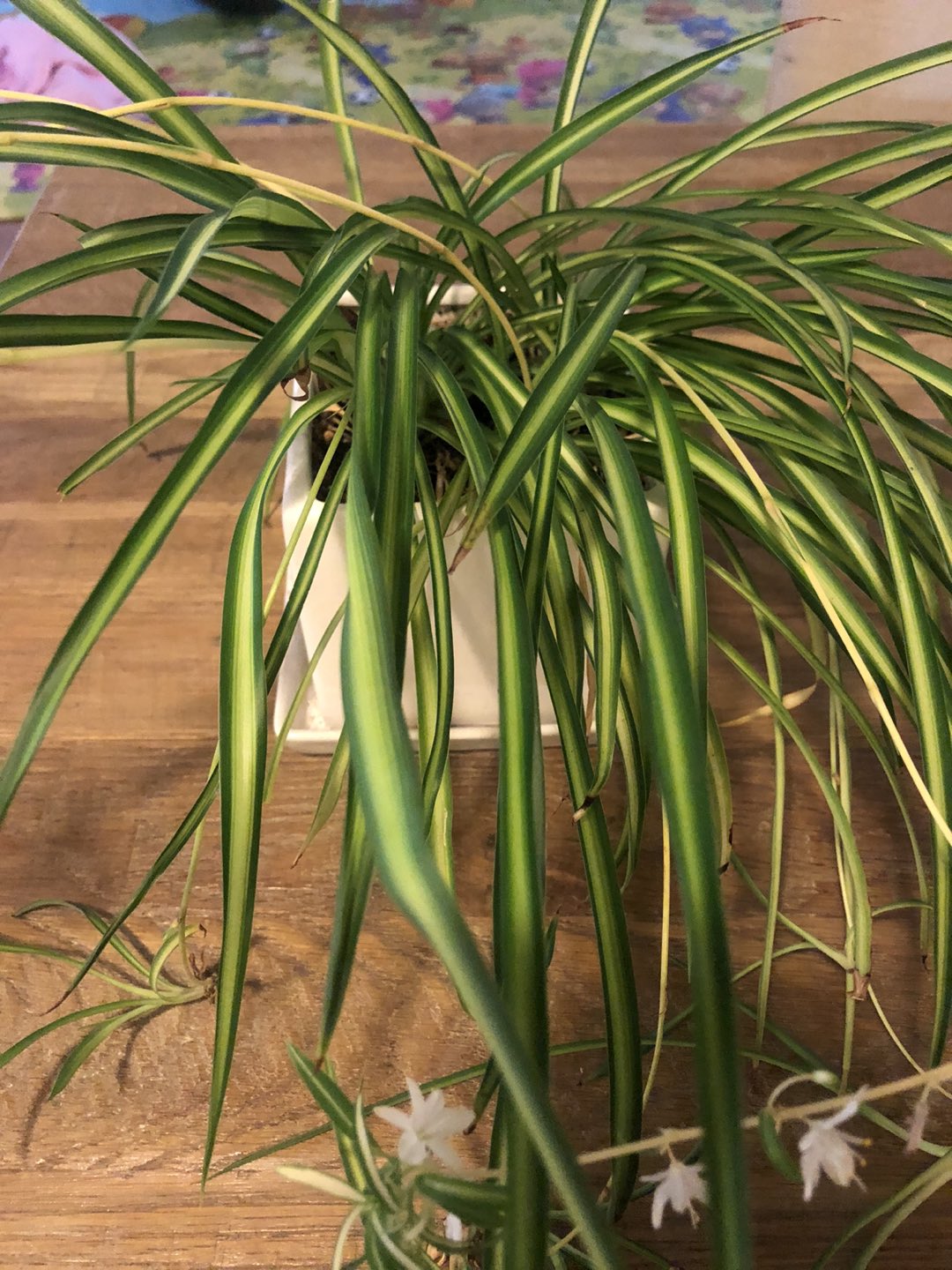 Beautiful Spider Plant with nice white pot