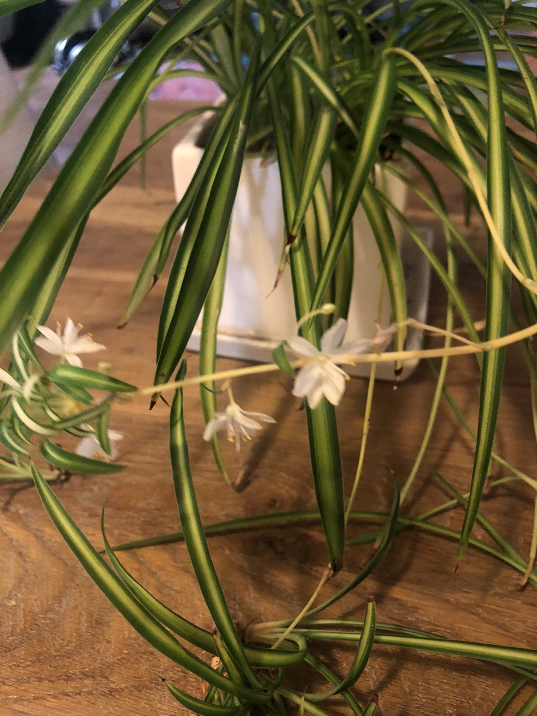 Beautiful Spider Plant with nice white pot - photo 4